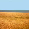 photograph of golden cord field blue sea and sky in layered composition