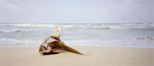 photograph of drift wood on beach  Trujillo Honduras 1997