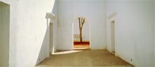 photo of courtyard with tree and ladder