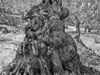 photograph of olive tree and twisted gnarled forms Deia Majorca