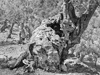 photograph of olive tree and twisted gnarled forms Deia Majorca