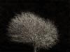 b+w image of golden and leafless  tree highlighted against a dark background