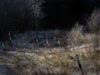 photograph of fence and woodland with pool of light