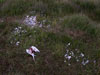 photograph of dead bird with feathers strewn everywhere