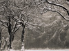 atmospheric b+w image of snowy trees