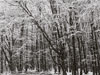 b+w image of snow covered leafless trees