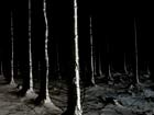 b+w image of trees with a snow covering leading into a dark forest