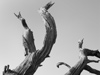 photograph of barren tree with bird like forms in dead branches