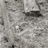 Landscape Photograph sheeps skeleton