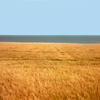 photograph of golden cord field blue sea and sky in layered composition