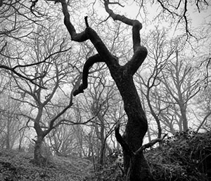 image of gnarled and ominous tree forms for book cover