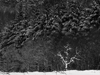 b+w image of snow covered tree against a dark forest