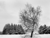 main tree as central subject framed between a section of forestry on eaither side with the gound covered in snow